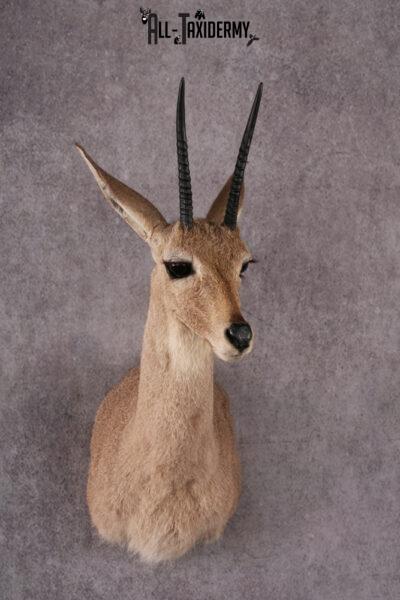 African Vaal Rhebok taxidermy mount SKU 2533