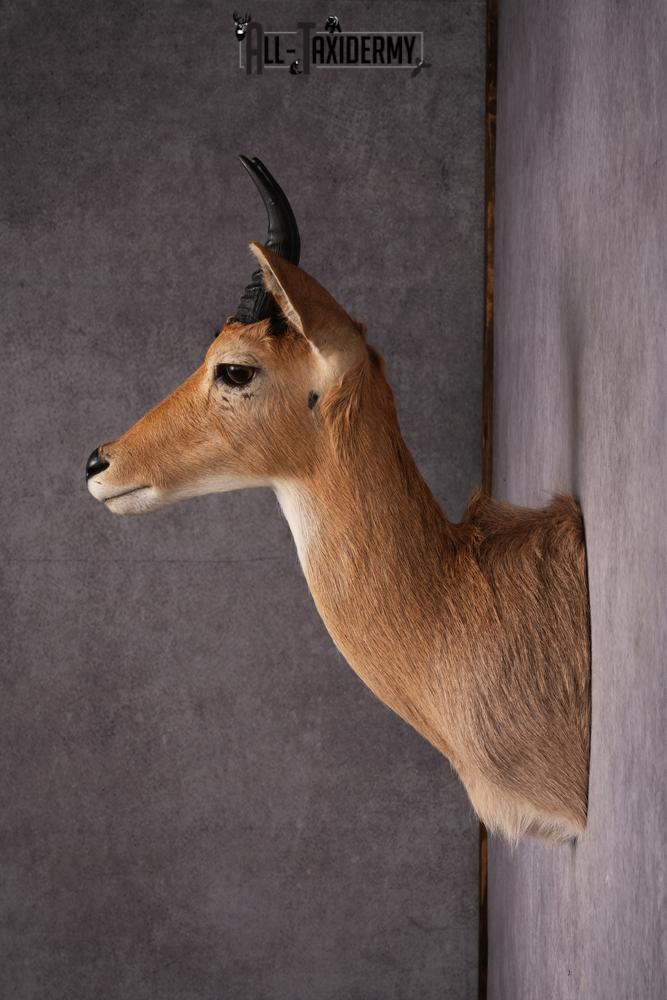 African Reedbuck taxidermy mount SKU 2536 - Image 8