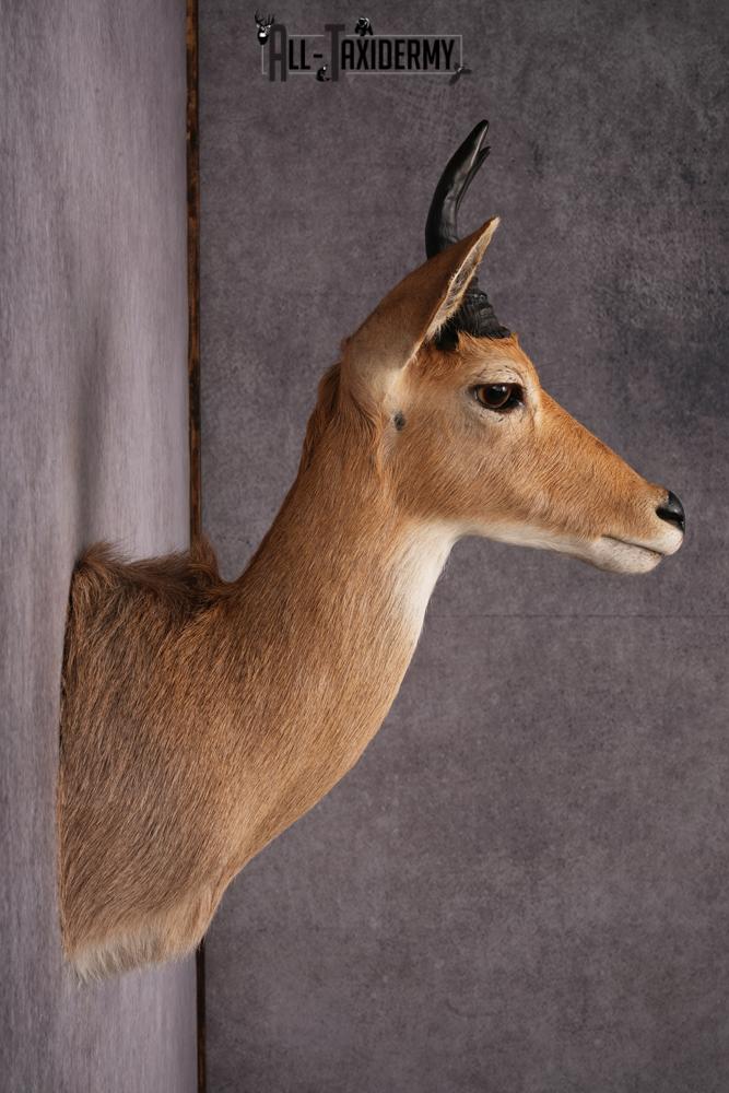 African Reedbuck taxidermy mount SKU 2536 - Image 7