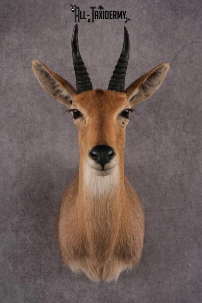 African Reedbuck taxidermy mount SKU 2536