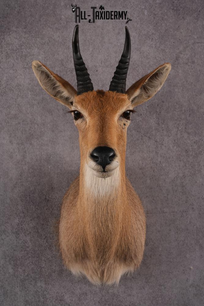 African Reedbuck taxidermy mount SKU 2536