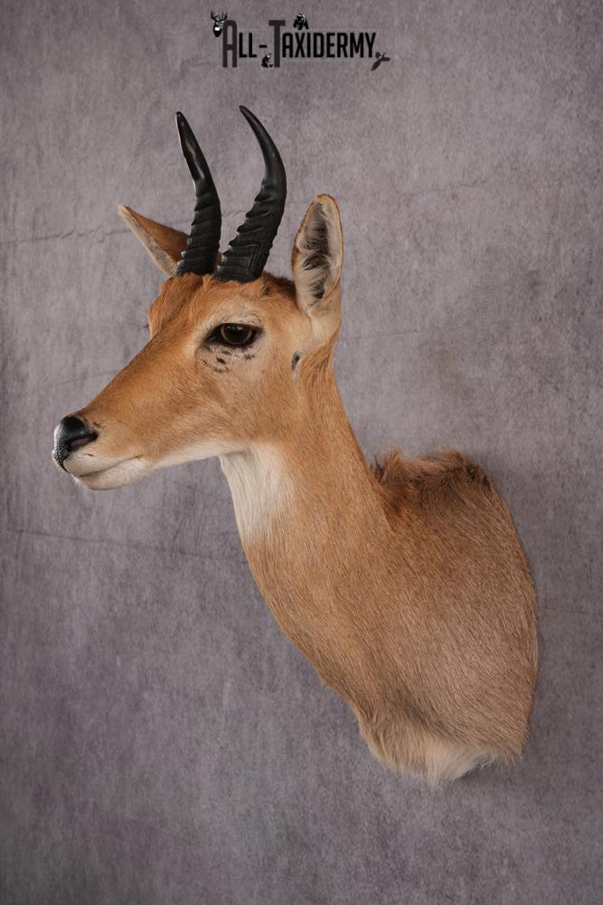 African Reedbuck taxidermy mount SKU 2536 - Image 6