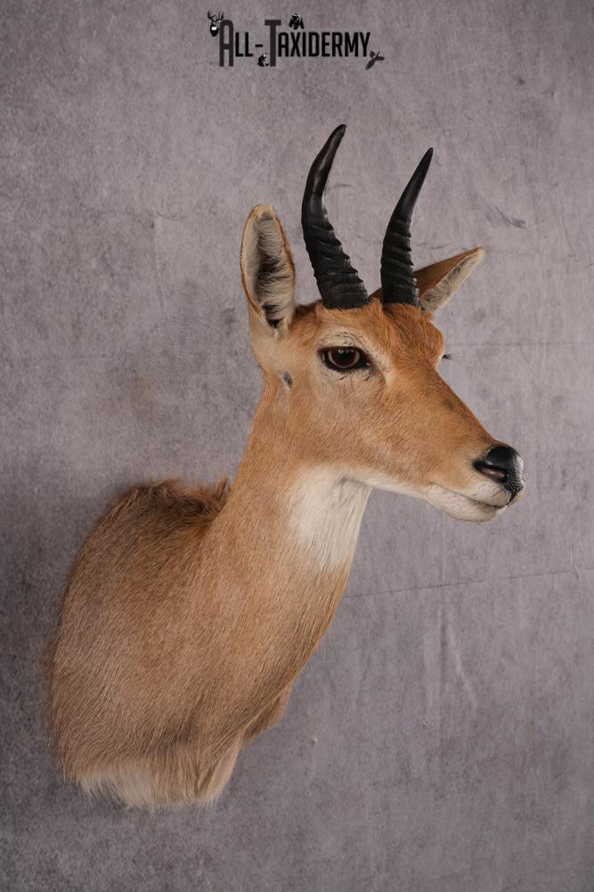 African Reedbuck taxidermy mount SKU 2536 - Image 5