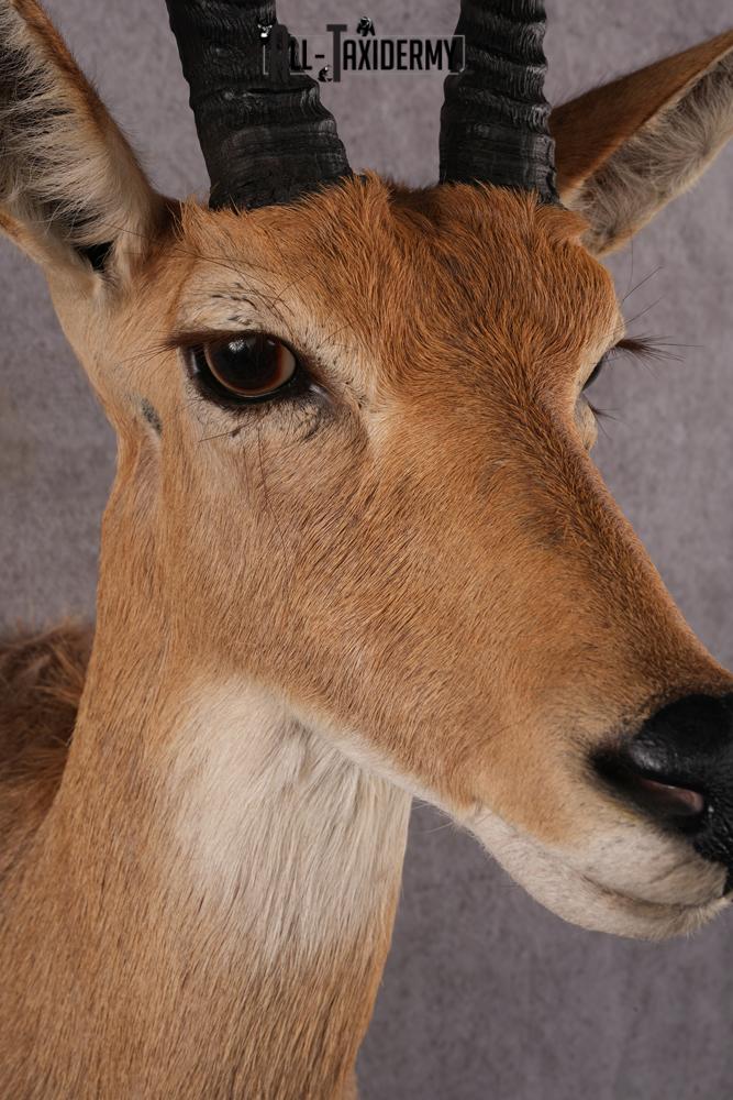 African Reedbuck taxidermy mount SKU 2536 - Image 4