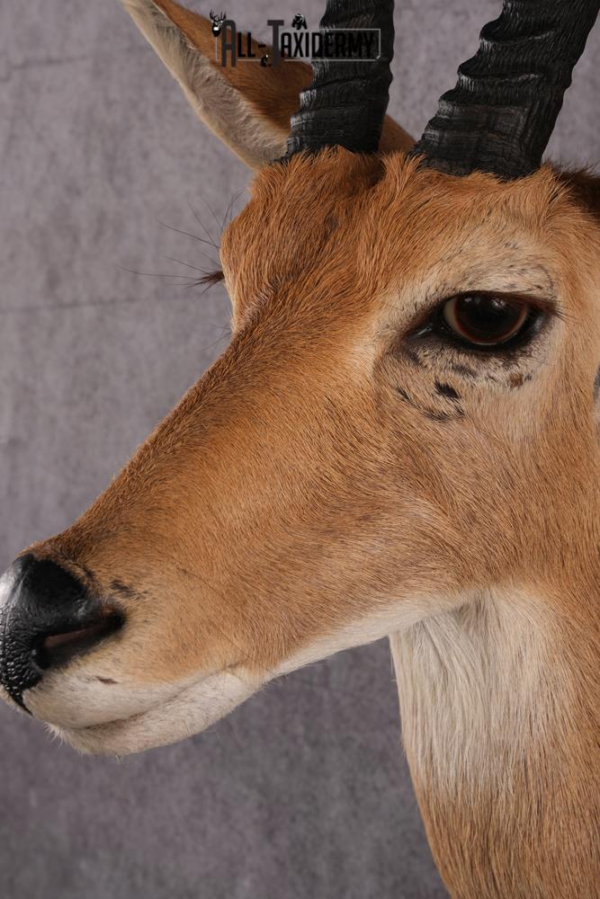 African Reedbuck taxidermy mount SKU 2536 - Image 3