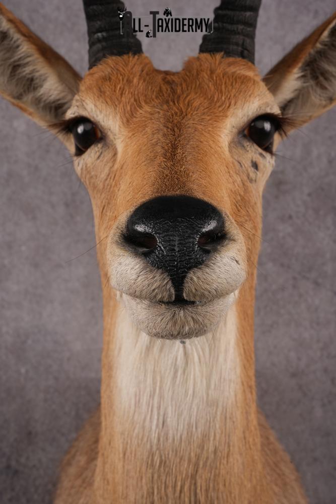 African Reedbuck taxidermy mount SKU 2536 - Image 2