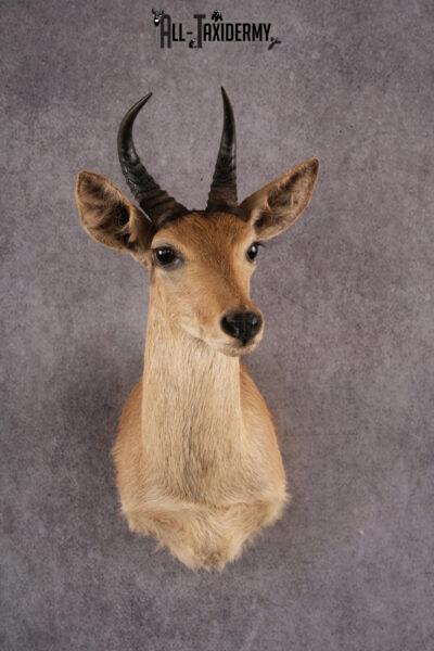 African Reedbuck taxidermy mount SKU 2539