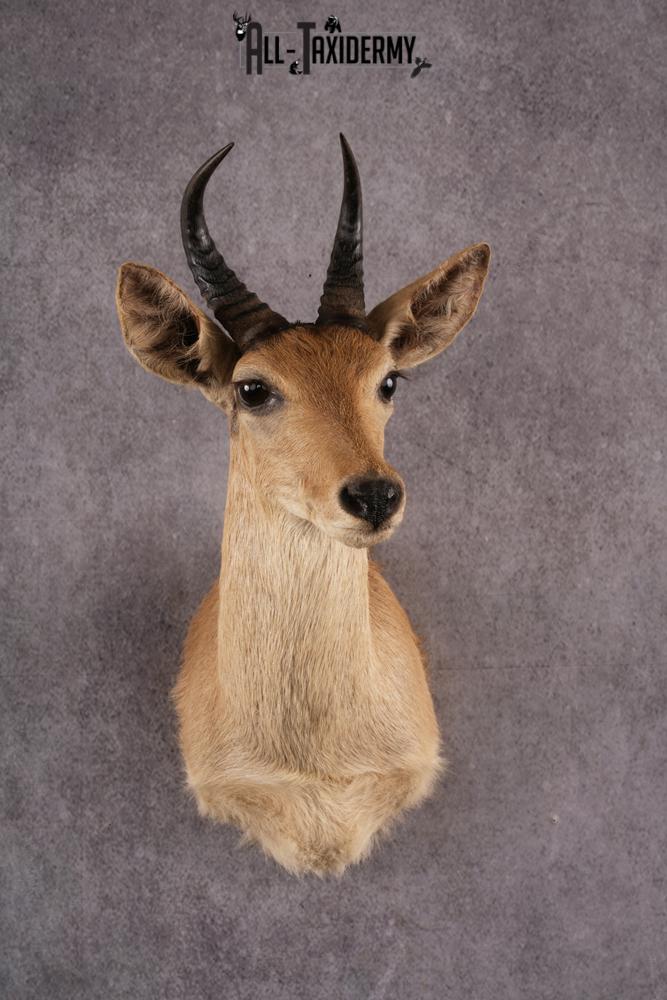 African Reedbuck taxidermy mount SKU 2539