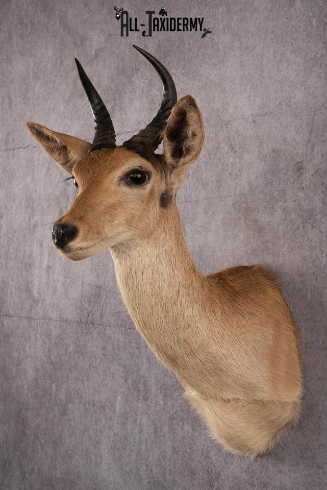 African Reedbuck taxidermy mount SKU 2539 - Image 5