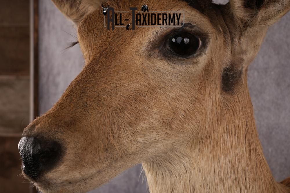 African Reedbuck taxidermy mount SKU 2539 - Image 7