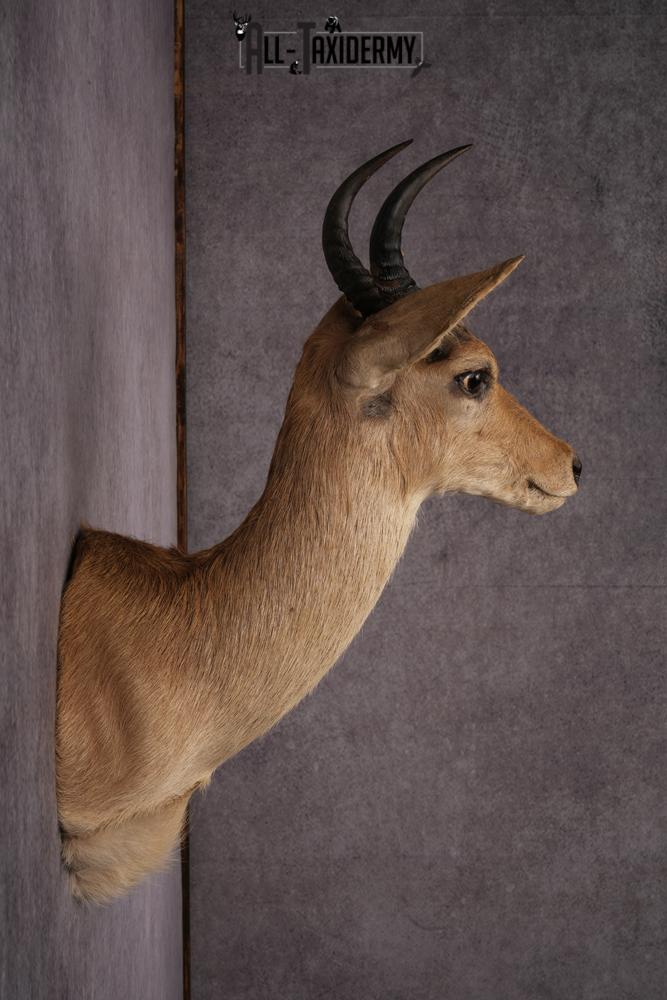 African Reedbuck taxidermy mount SKU 2539 - Image 3