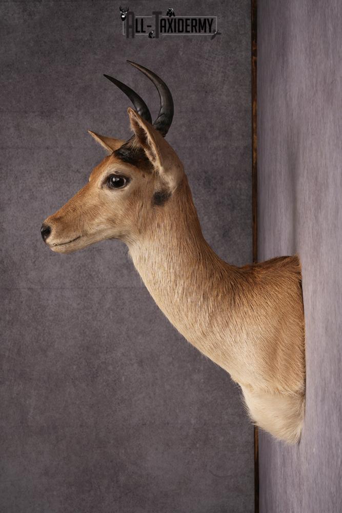 African Reedbuck taxidermy mount SKU 2539 - Image 6