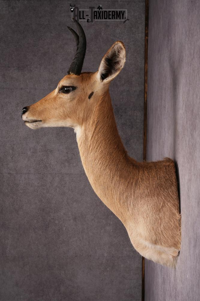 African Reedbuck taxidermy mount SKU 2534 - Image 7