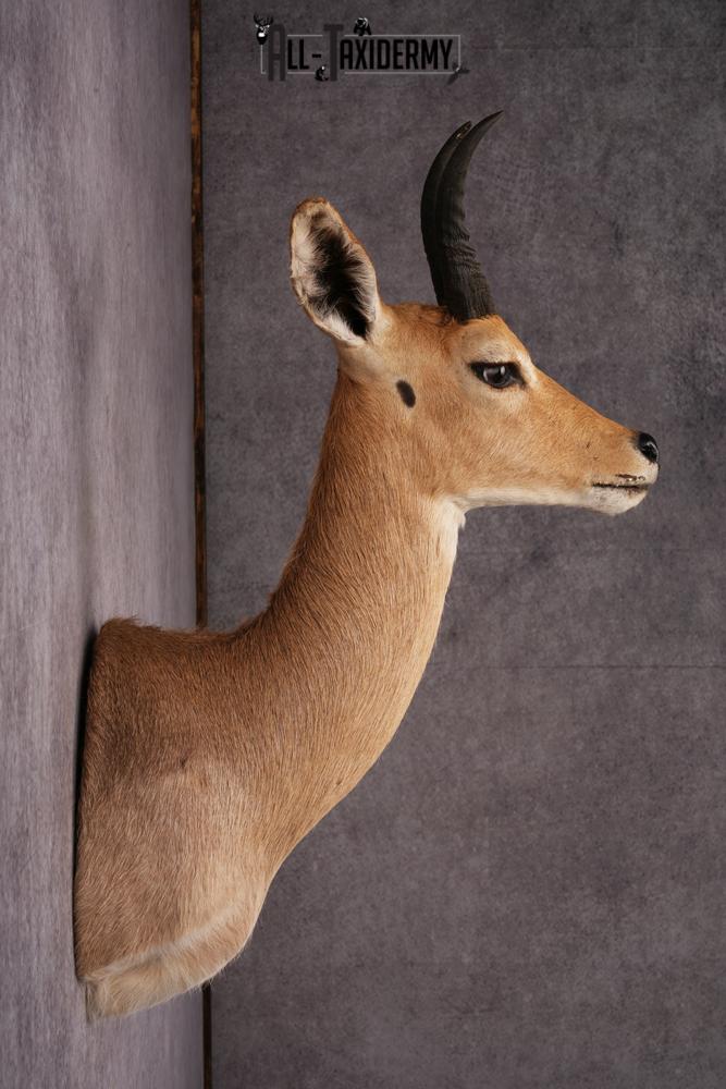 African Reedbuck taxidermy mount SKU 2534 - Image 6