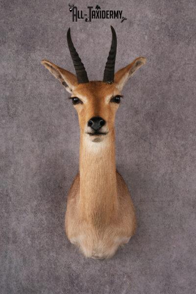African Reedbuck taxidermy mount SKU 2534