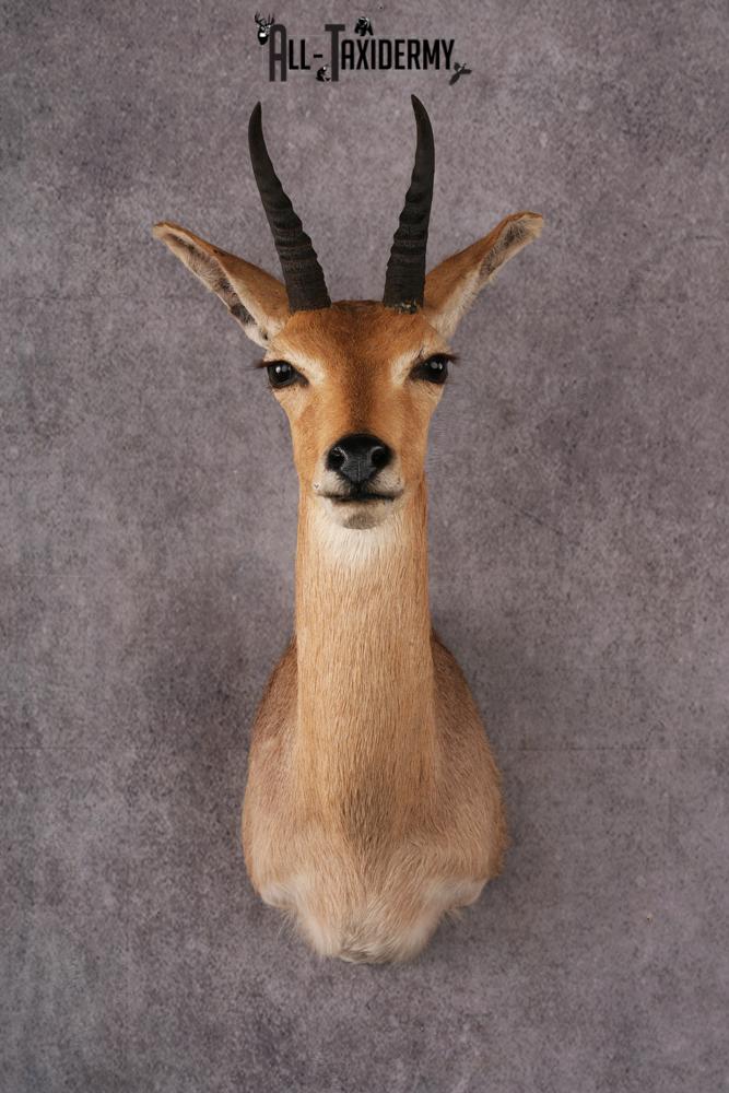 African Reedbuck taxidermy mount SKU 2534