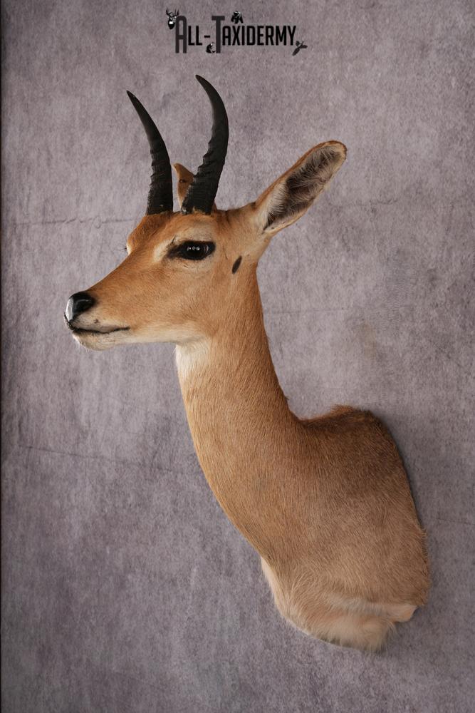 African Reedbuck taxidermy mount SKU 2534 - Image 8