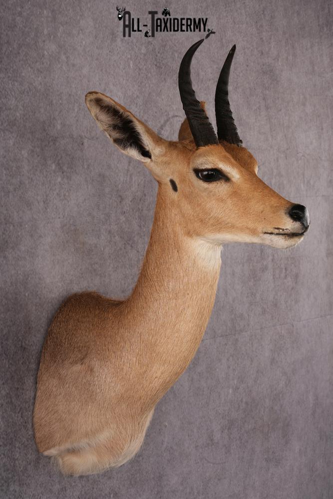 African Reedbuck taxidermy mount SKU 2534 - Image 5
