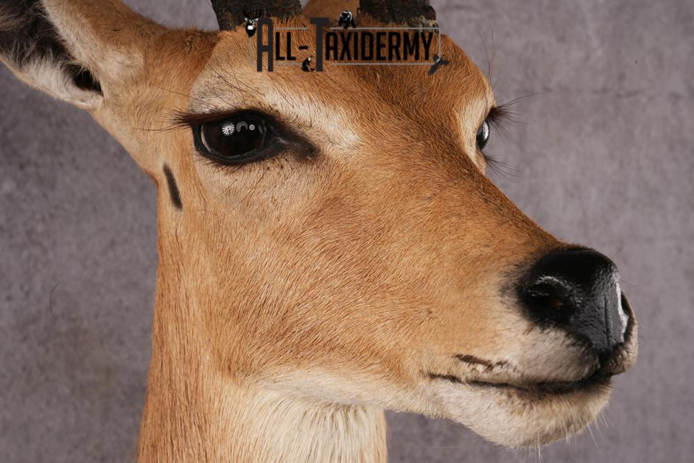 African Reedbuck taxidermy mount SKU 2534 - Image 4