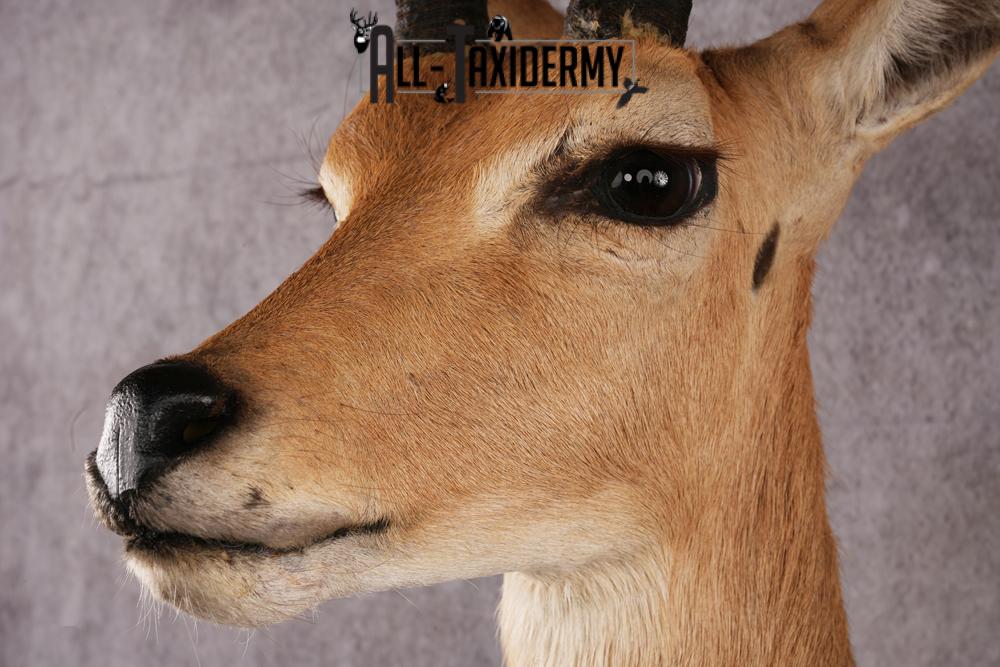 African Reedbuck taxidermy mount SKU 2534 - Image 3