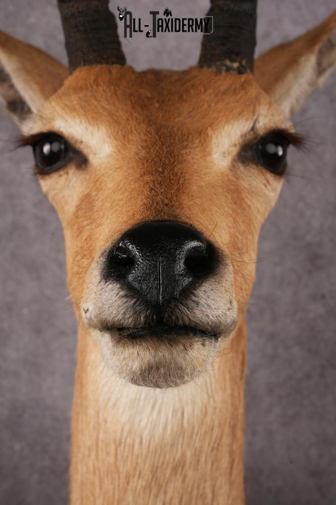 African Reedbuck taxidermy mount SKU 2534 - Image 2