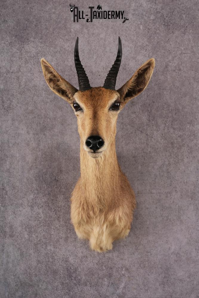 African Reedbok taxidermy mount SKU 2541