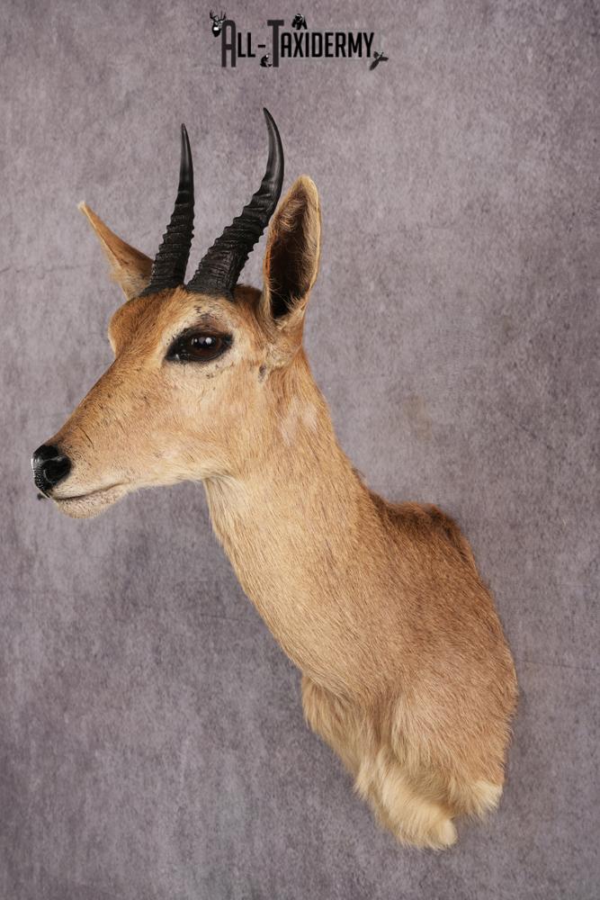 African Reedbok taxidermy mount SKU 2541 - Image 8