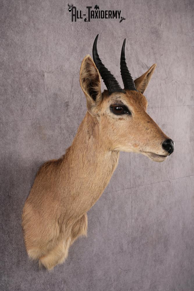 African Reedbok taxidermy mount SKU 2541 - Image 7