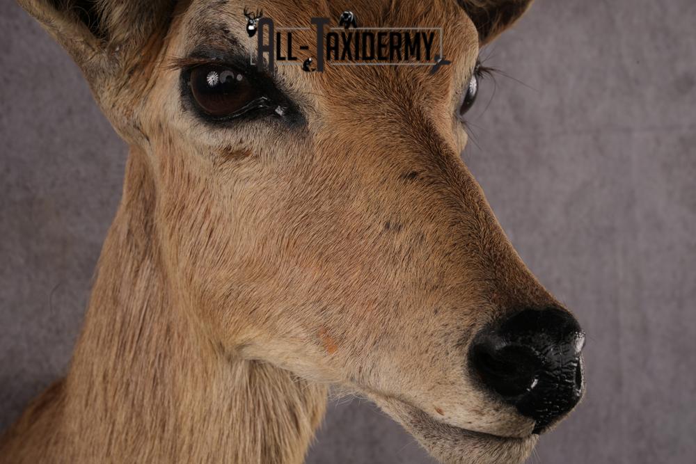 African Reedbok taxidermy mount SKU 2541 - Image 6