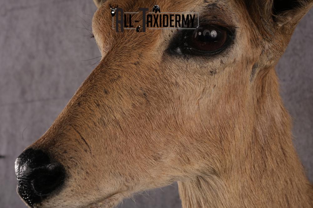 African Reedbok taxidermy mount SKU 2541 - Image 5