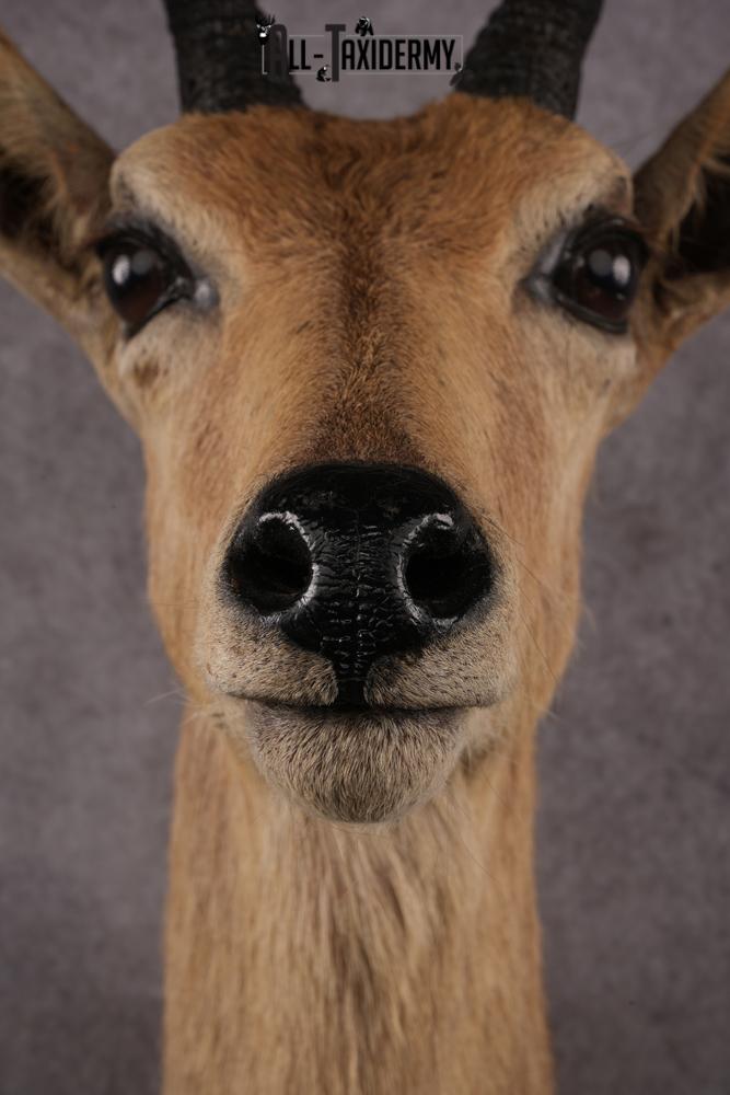 African Reedbok taxidermy mount SKU 2541 - Image 4