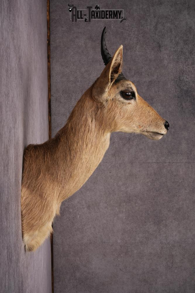 African Reedbok taxidermy mount SKU 2541 - Image 3
