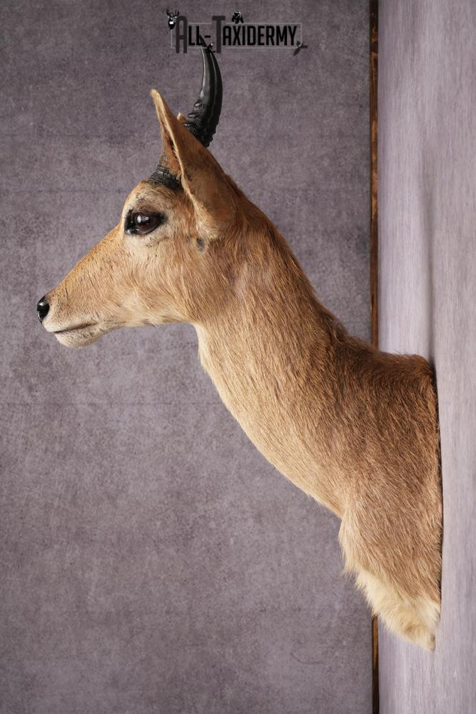 African Reedbok taxidermy mount SKU 2541 - Image 2