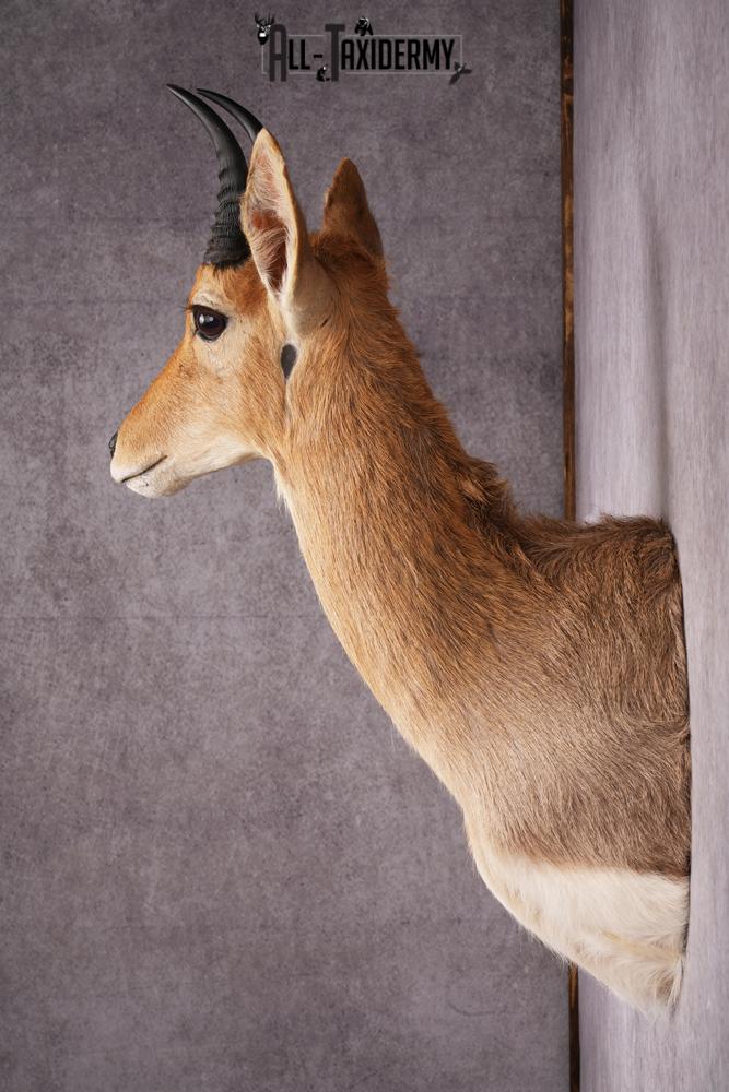 African Mountain Reedbuck taxidermy mount SKU 2556 - Image 2