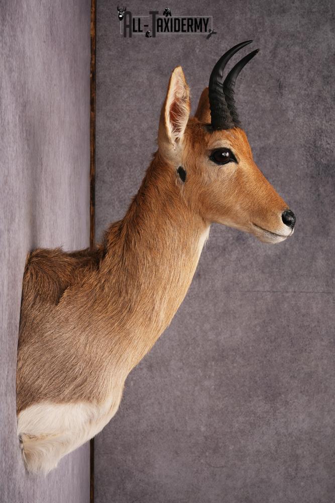 African Mountain Reedbuck taxidermy mount SKU 2556 - Image 7