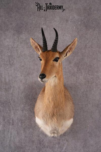 African Mountain Reedbuck taxidermy mount SKU 2556