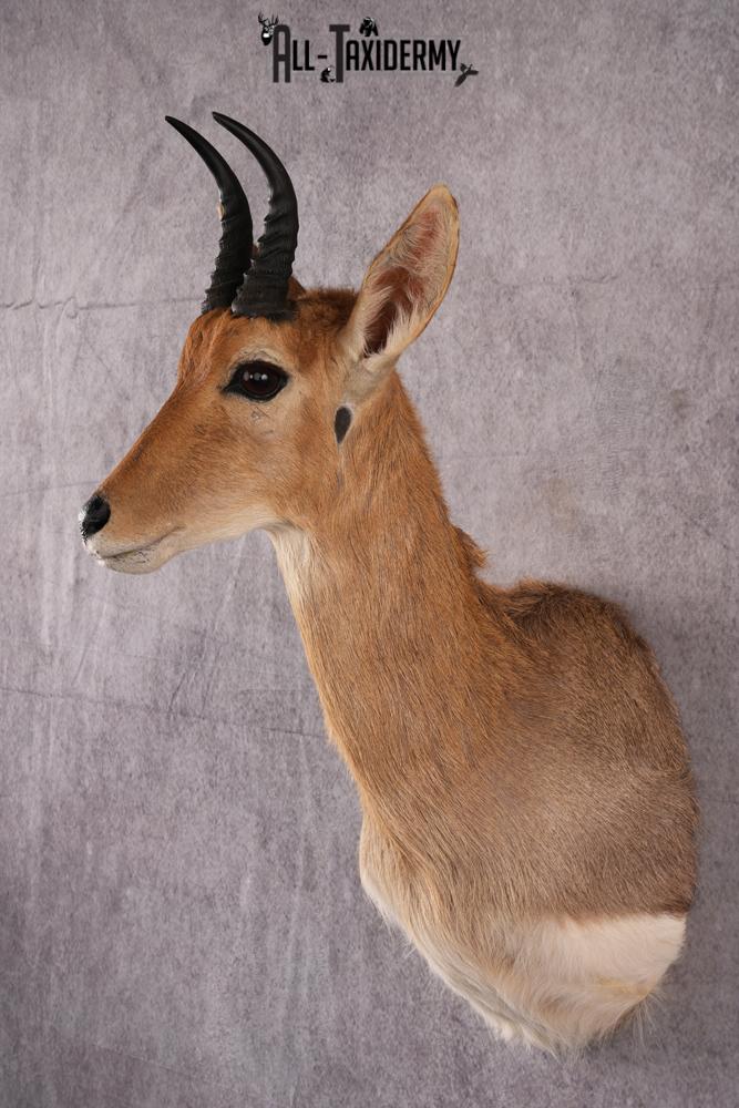 African Mountain Reedbuck taxidermy mount SKU 2556 - Image 6