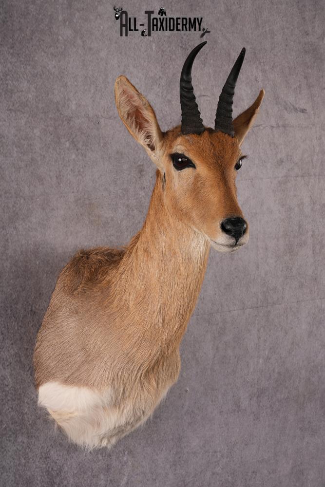African Mountain Reedbuck taxidermy mount SKU 2556 - Image 5