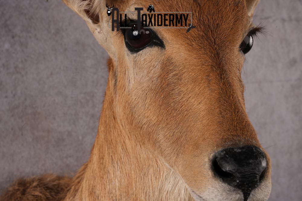 African Mountain Reedbuck taxidermy mount SKU 2556 - Image 4