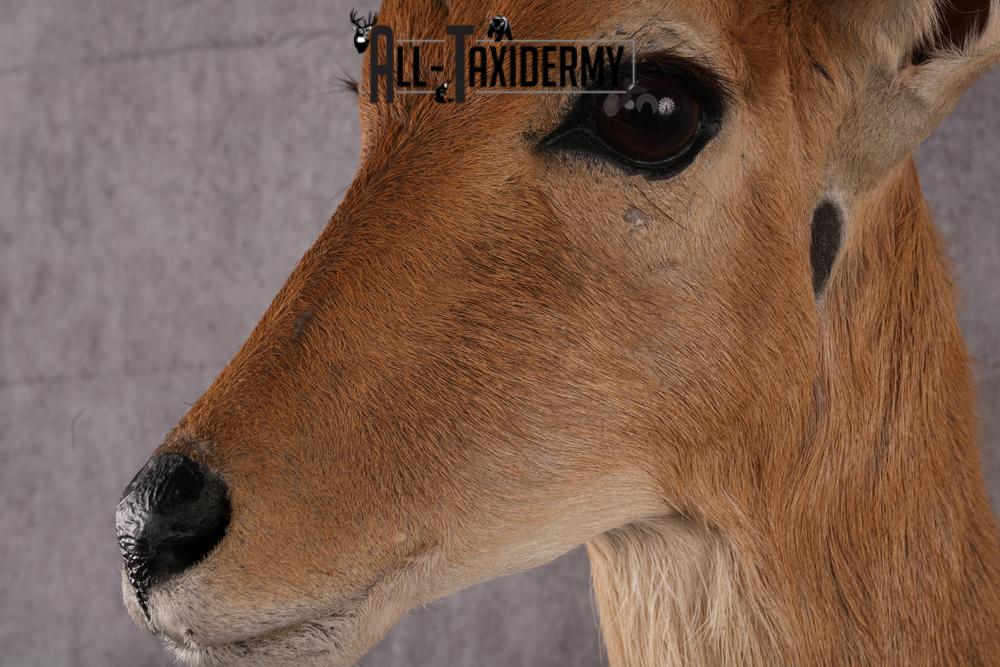 African Mountain Reedbuck taxidermy mount SKU 2556 - Image 3