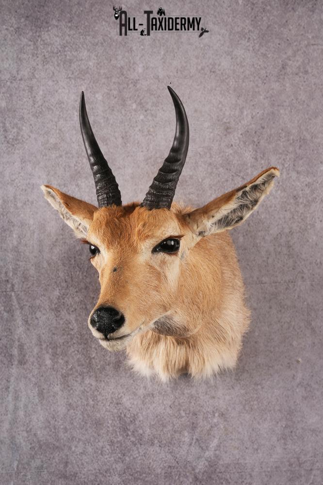 African Mountain Reedbuck taxidermy mount SKU 2558