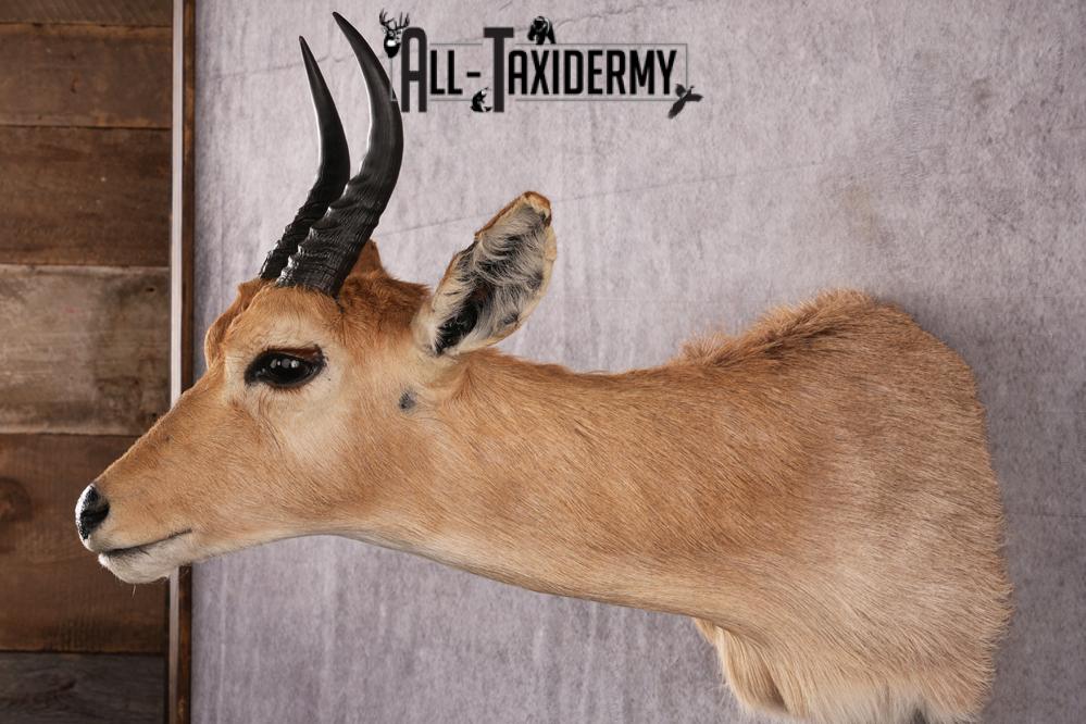 African Mountain Reedbuck taxidermy mount SKU 2558 - Image 2