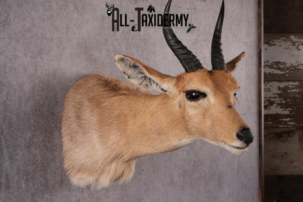 African Mountain Reedbuck taxidermy mount SKU 2558 - Image 3