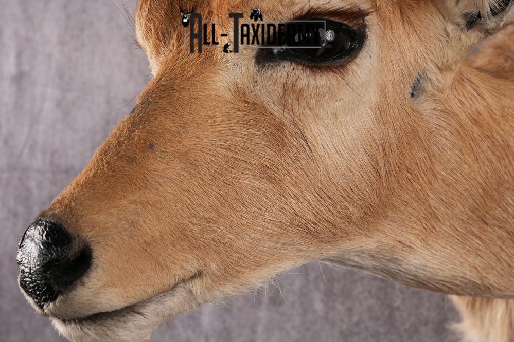 African Mountain Reedbuck taxidermy mount SKU 2558 - Image 7