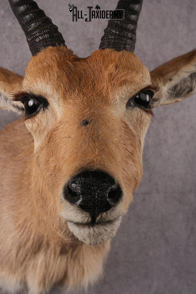 African Mountain Reedbuck taxidermy mount SKU 2558 - Image 6