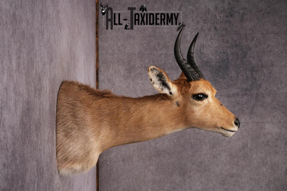 African Mountain Reedbuck taxidermy mount SKU 2558 - Image 4