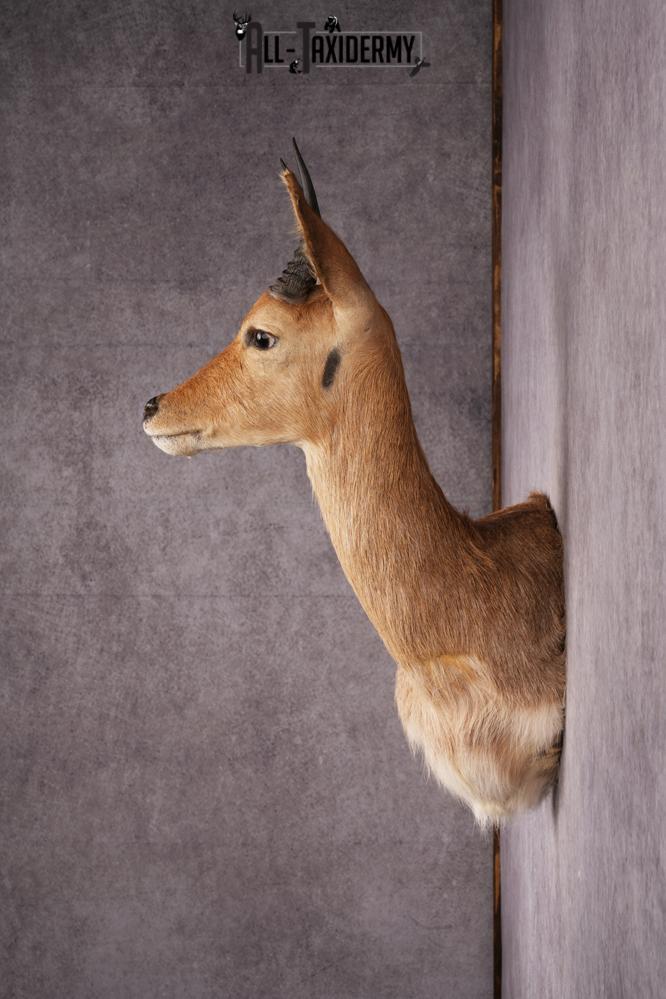 African Reedbuck taxidermy mount SKU 2543 - Image 8