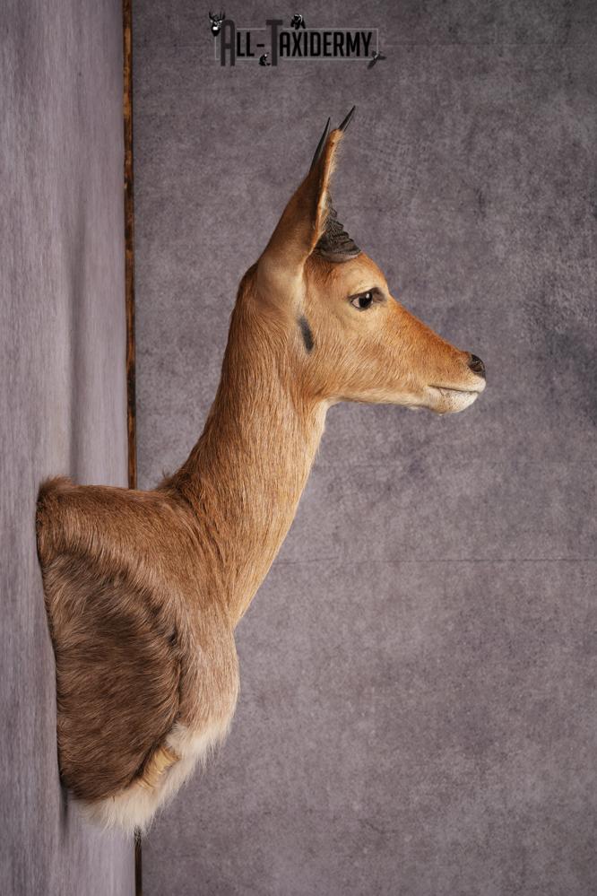 African Reedbuck taxidermy mount SKU 2543 - Image 7