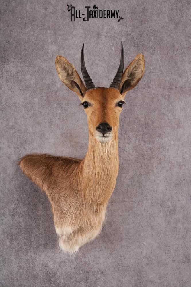 African Reedbuck taxidermy mount SKU 2543