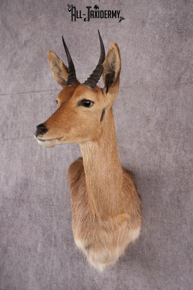 African Reedbuck taxidermy mount SKU 2543 - Image 6